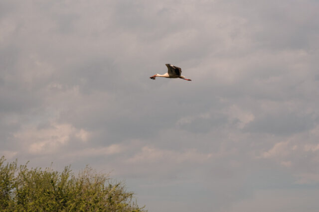 Storch in Rust im Burgenland