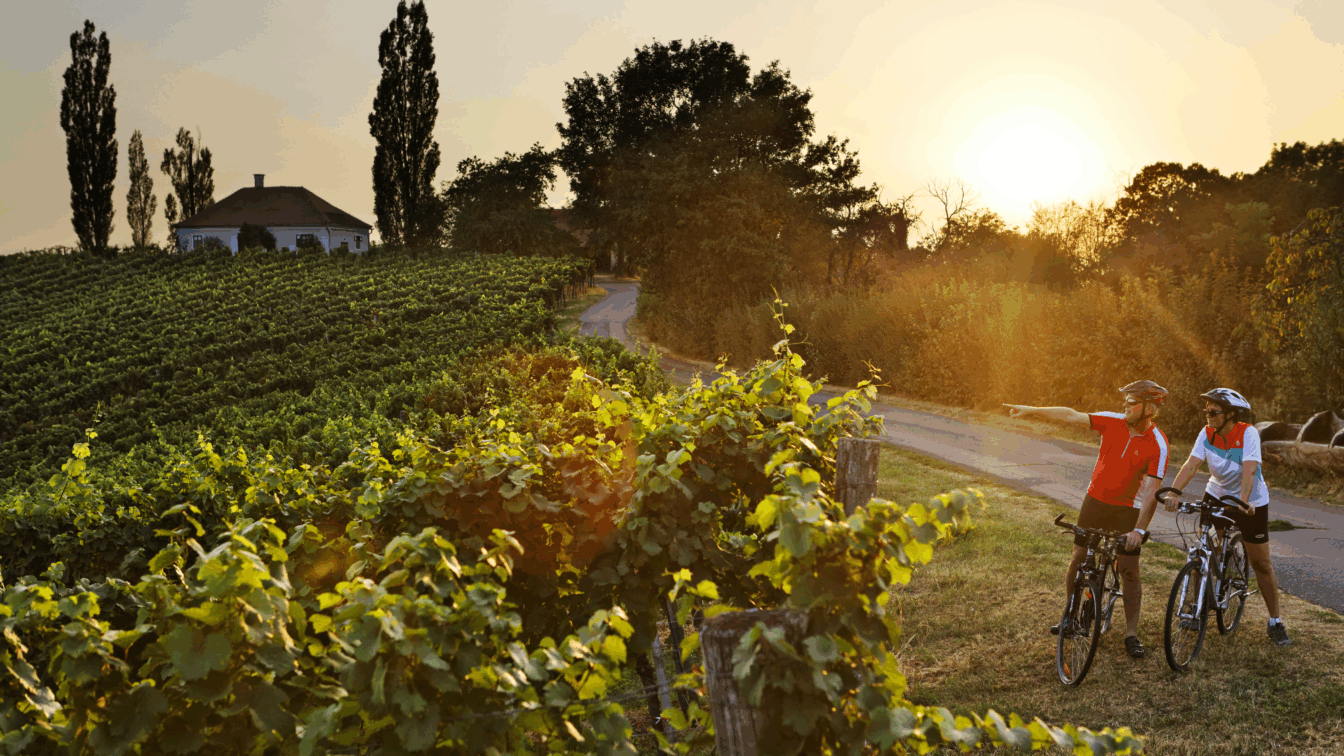 Radfahren in Weinbergen (c) Thermen- & Vulkanland | Bernhard Bergmann