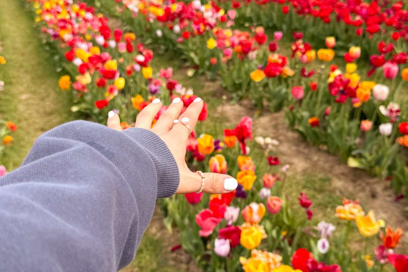 Eine Hand in Richtung Tulpenfeld ausgestreckt.
