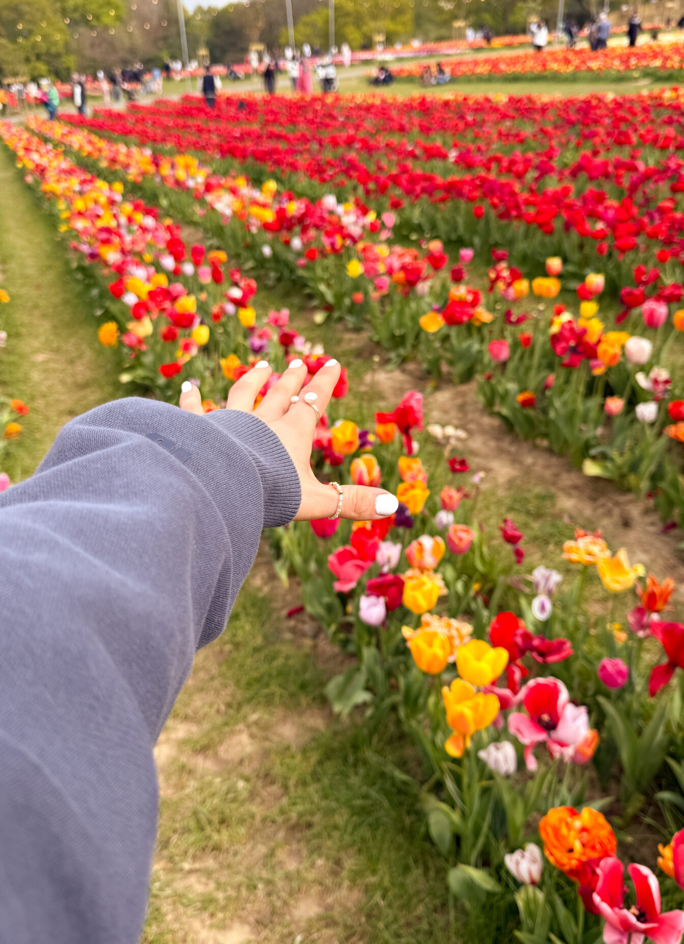 Eine Hand in Richtung Tulpenfeld ausgestreckt.