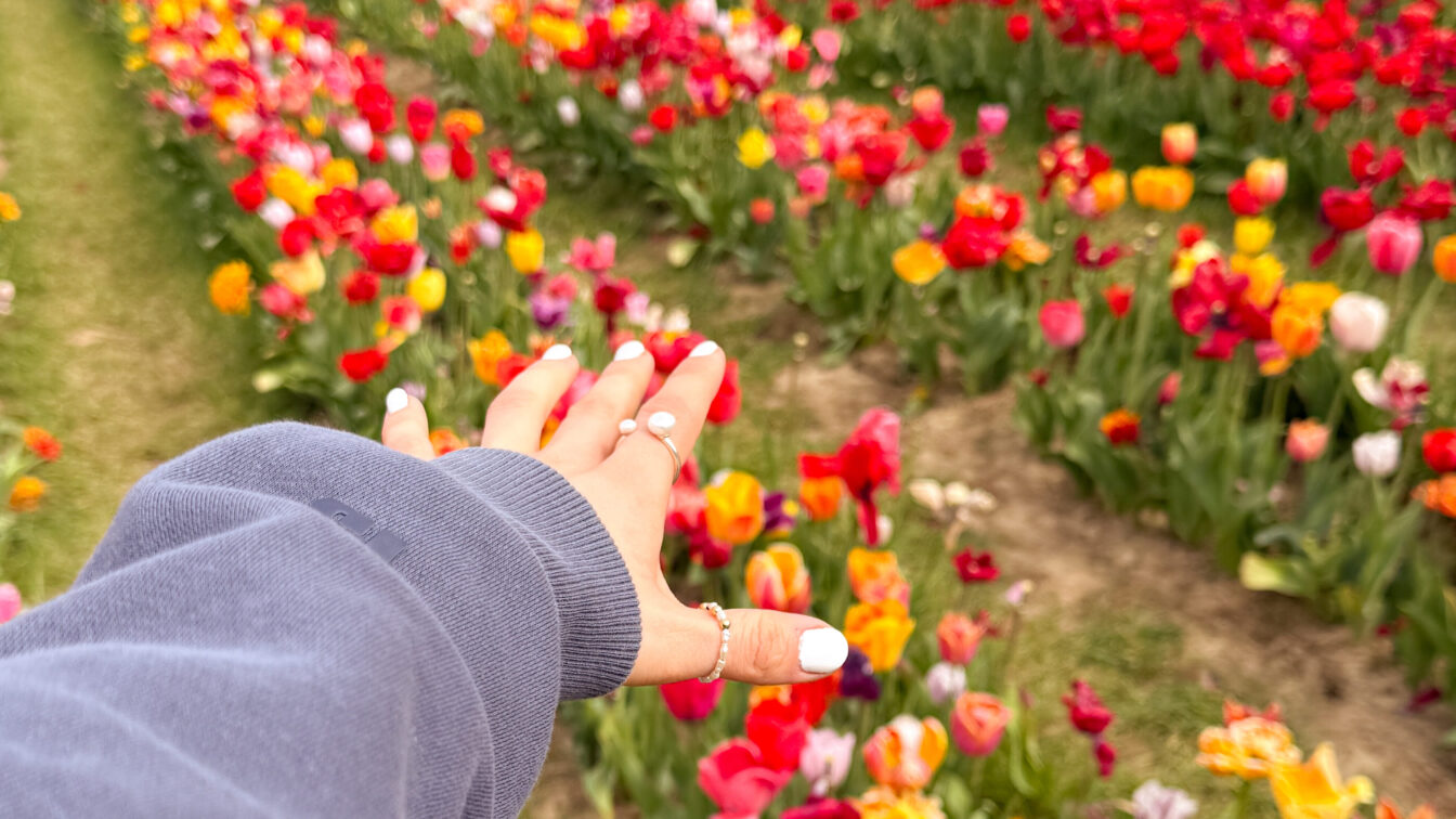 Eine Hand in Richtung Tulpenfeld ausgestreckt.