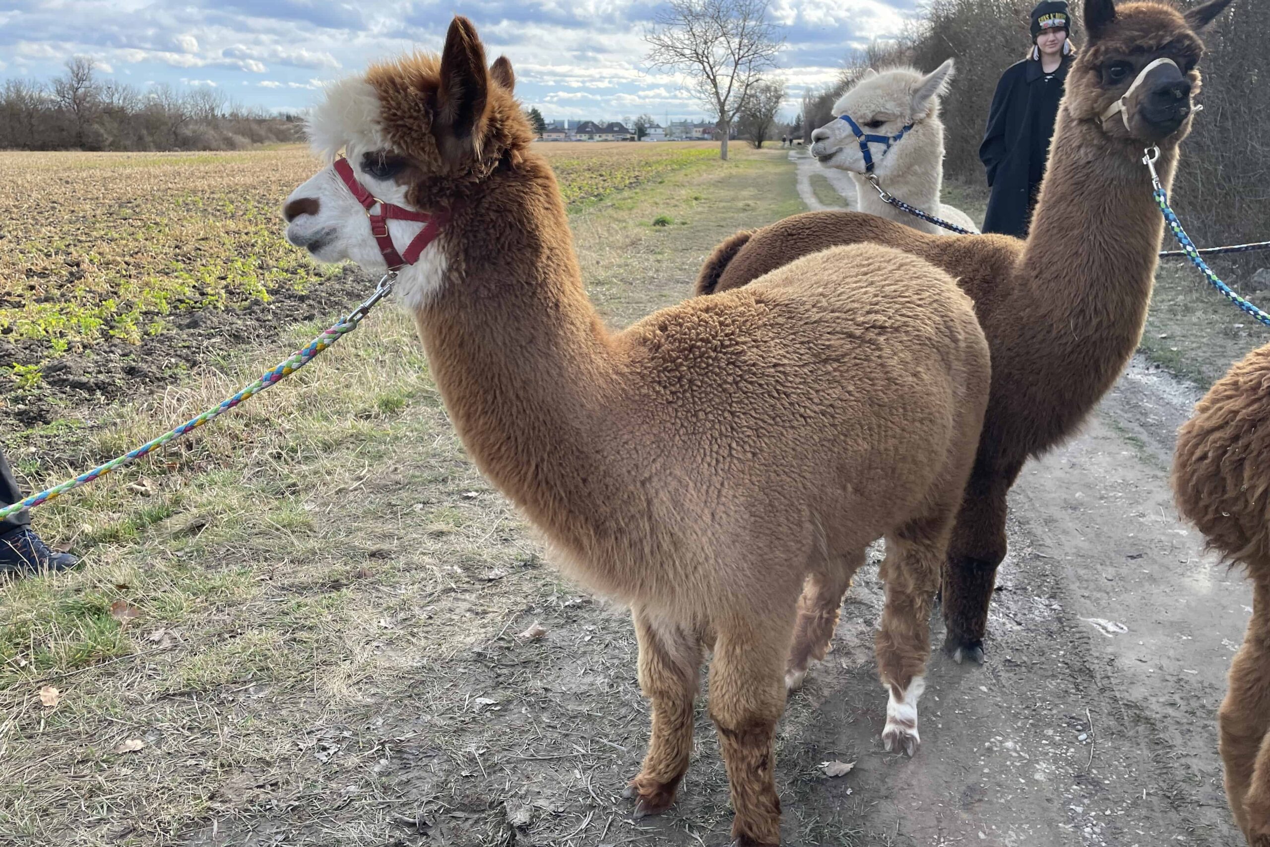 Alpakaspaziergang in Wien-Essling (c) Lisa Oberndorfer | 1000things