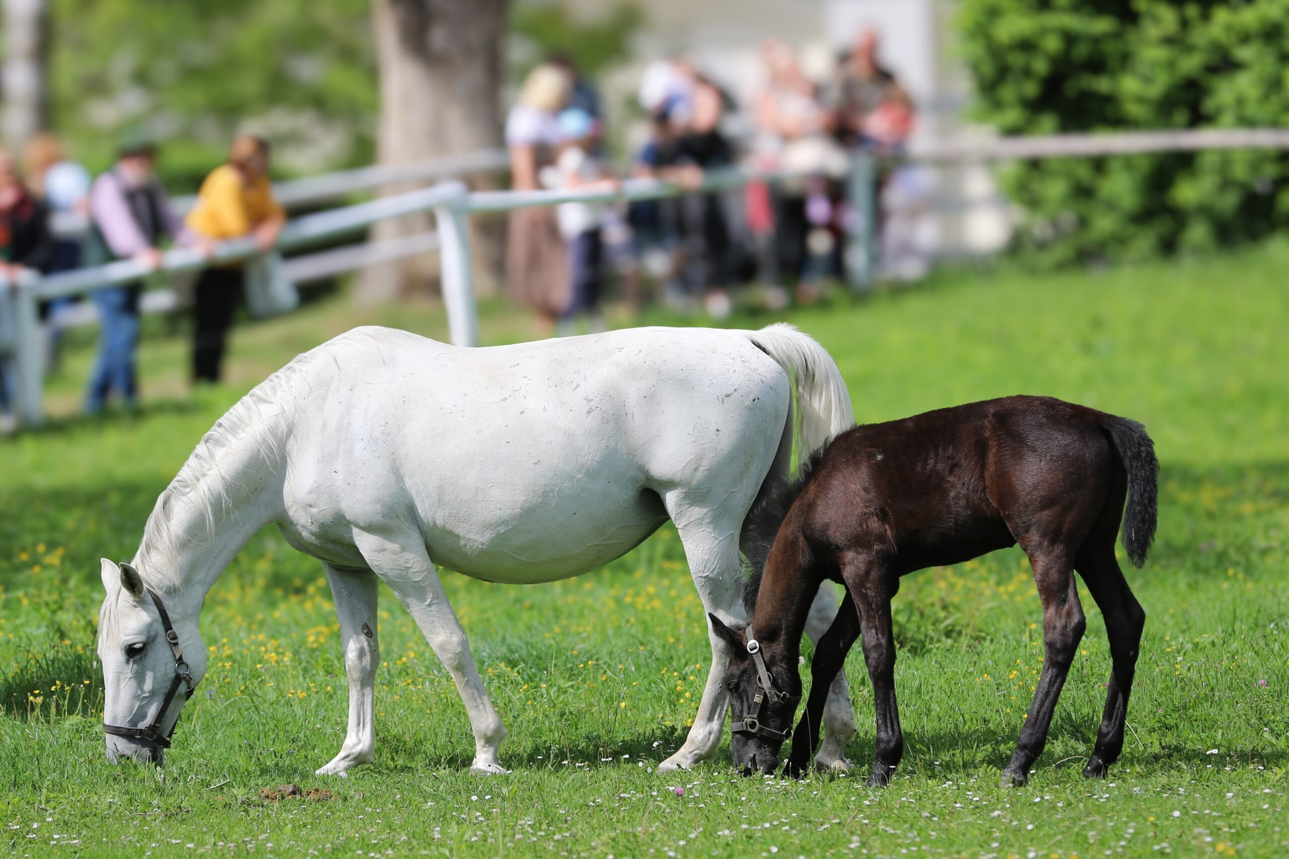 Lipizzaner (c) Stefan Seiberl