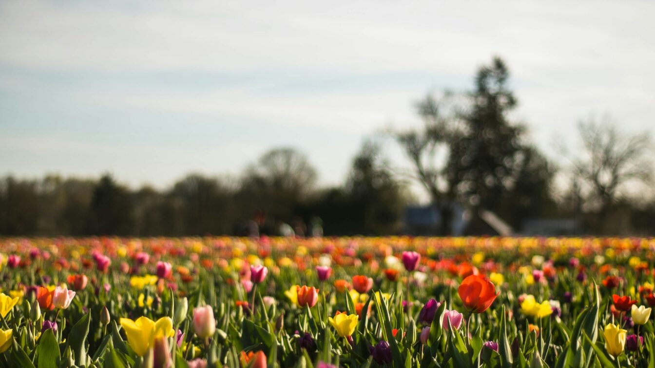Tulpenfelder