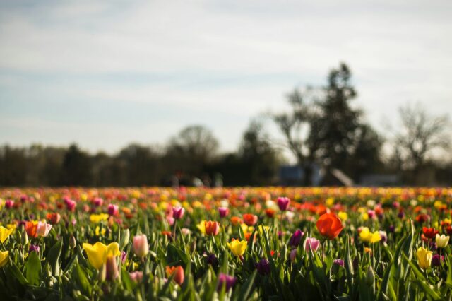 Tulpenfelder