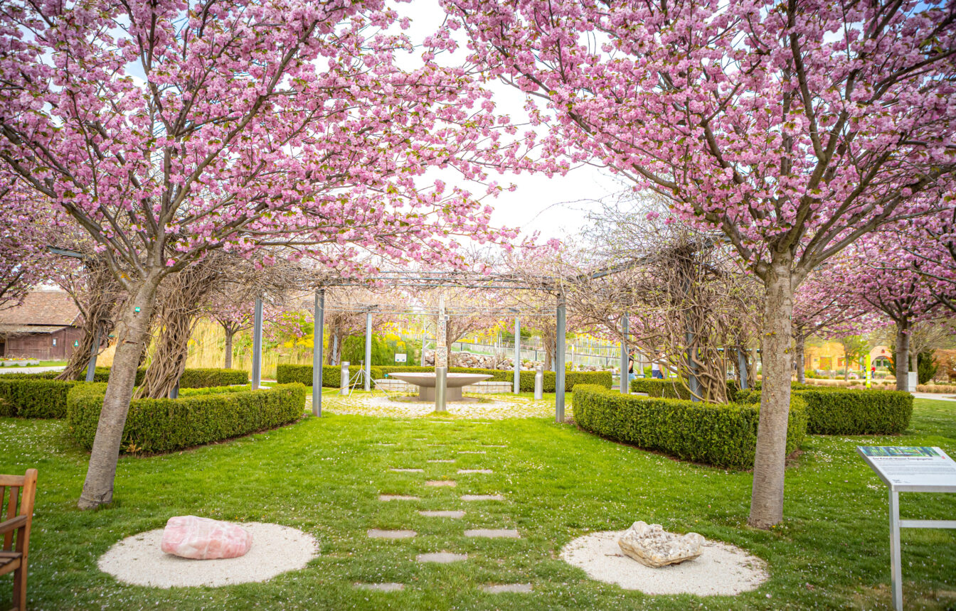 blühende Bäume im Frühling in den Blumengärten Hirschstetten in Wien