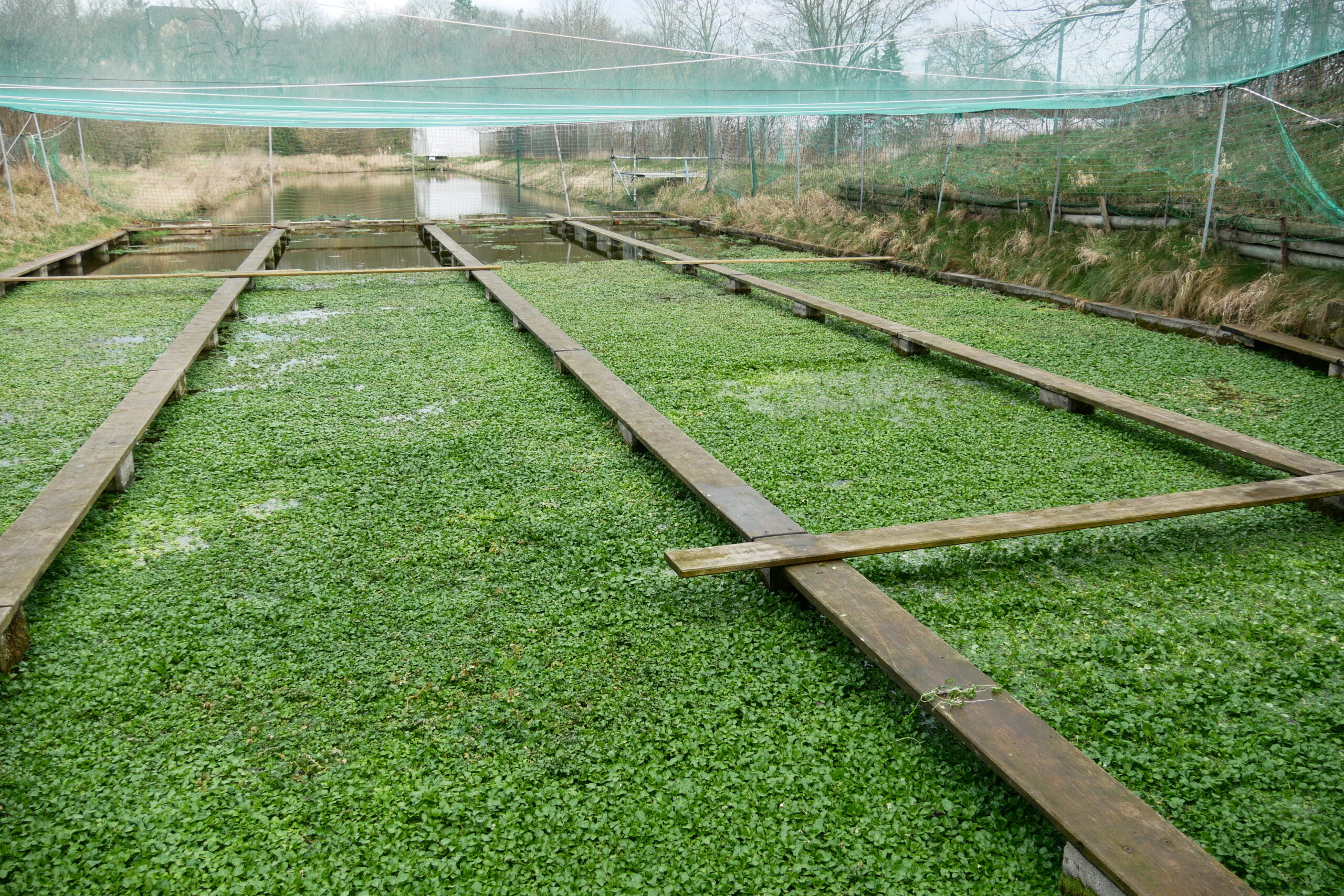 Felder mit Brunnenkresse in Thüringen