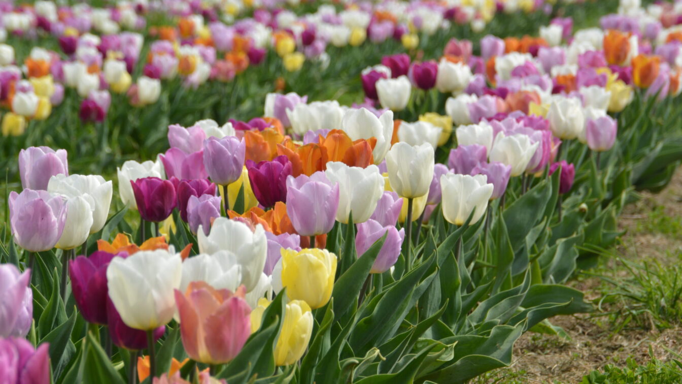 Mitten im Tulpenmeer beim Tulpenfeld Wunderlich in Stockerau (Erdbeer- und Kürbishof Wunderlich).