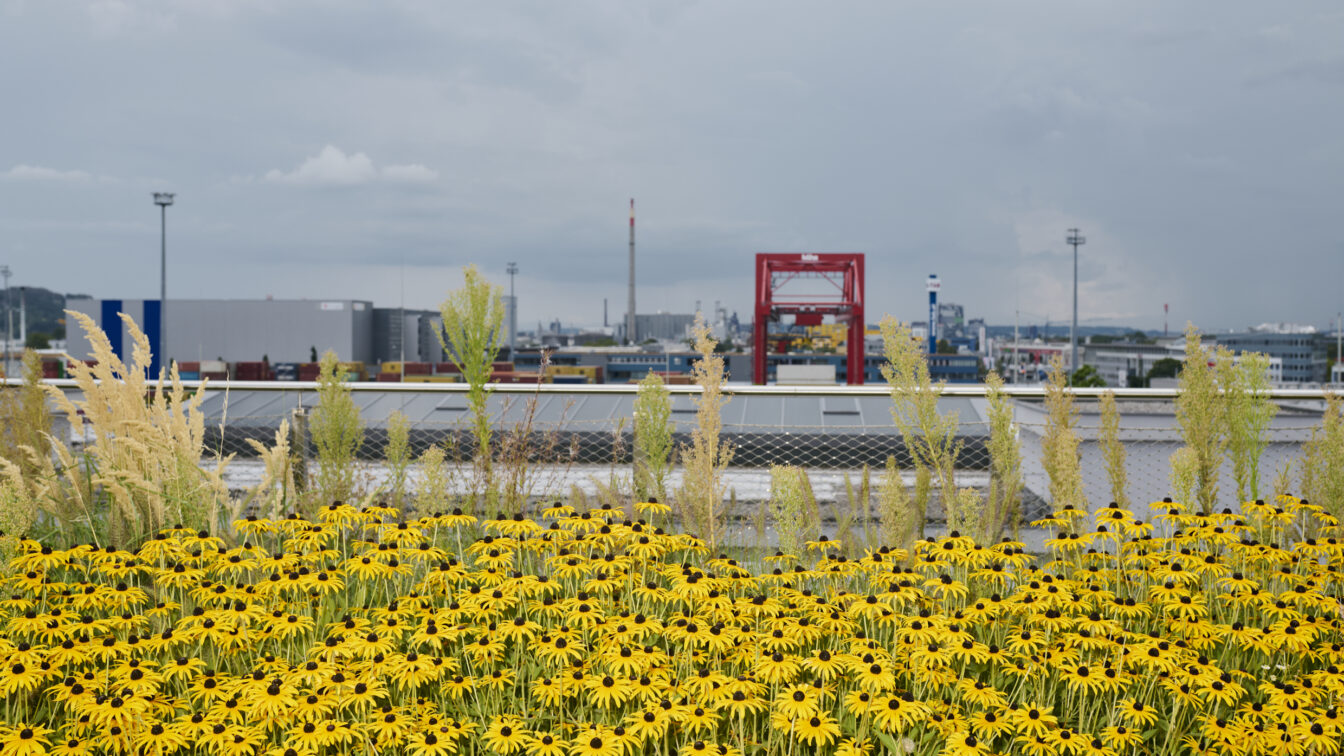 der Hafenparkt in Linz hinter gelben Blumen