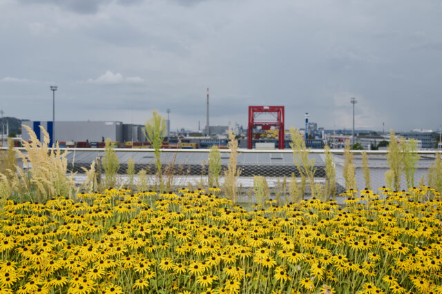 der Hafenparkt in Linz hinter gelben Blumen