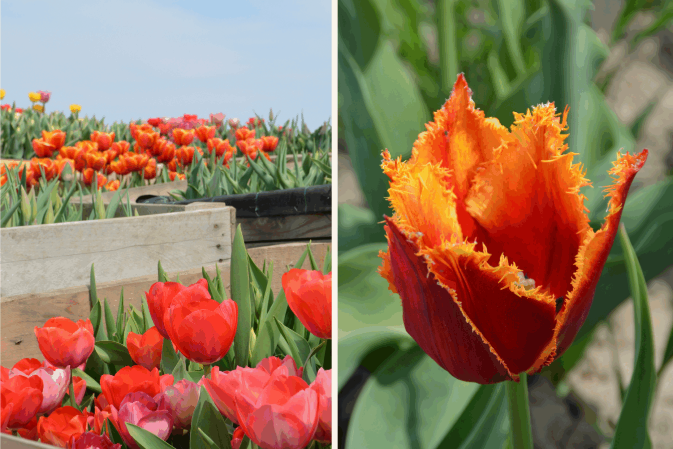 Tulpen vom Tulpenfeld Wunderlich in Stockerau (Erdbeer- und Kürbishof Wunderlich)