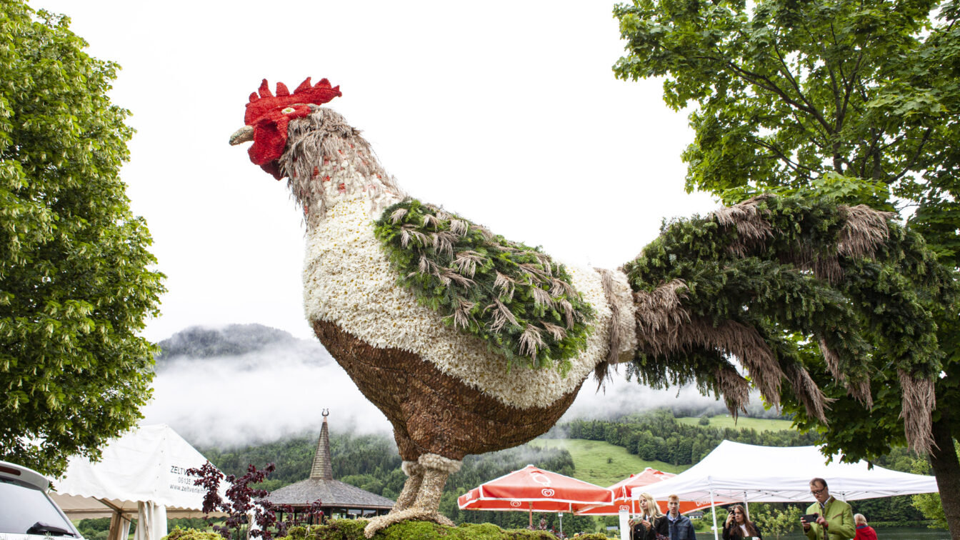 Der Hahn Martin erhielt von der Jury die höchste Punkteanzahl und wurde somit zum Sieger des Narzissenfests 2024 im Ausseerland gekürt.