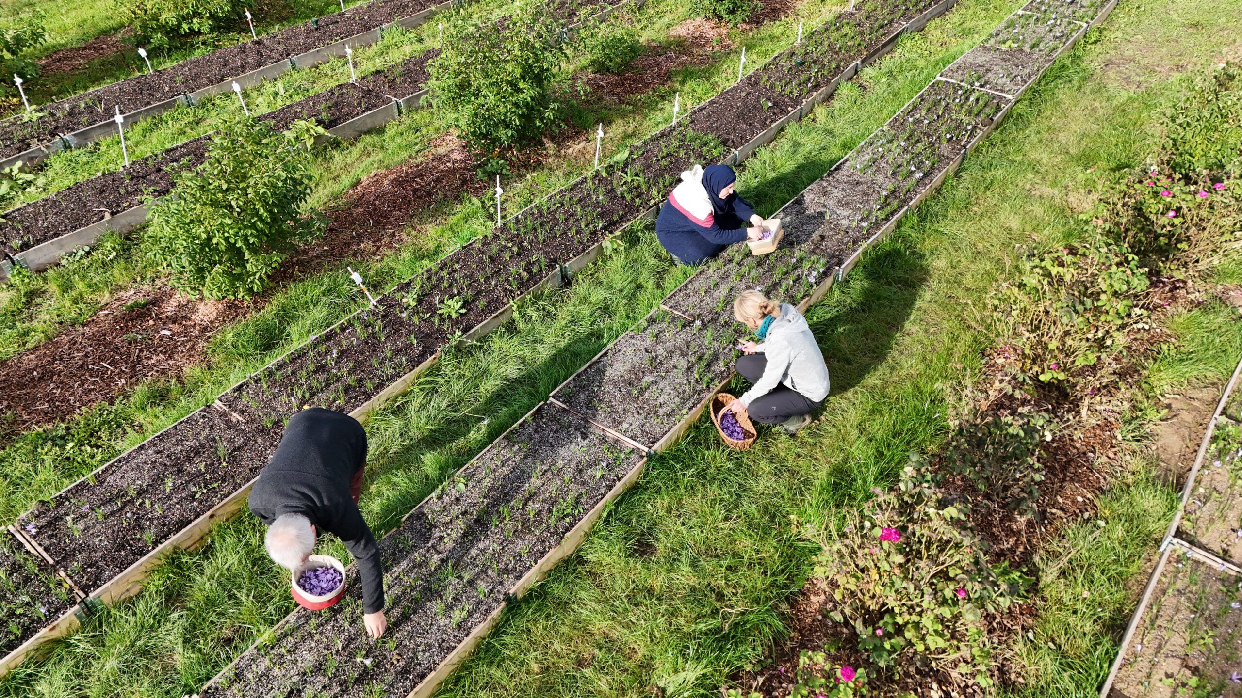 Menschen auf Krokus-Feld bei Safran-Ernte in Thüringen