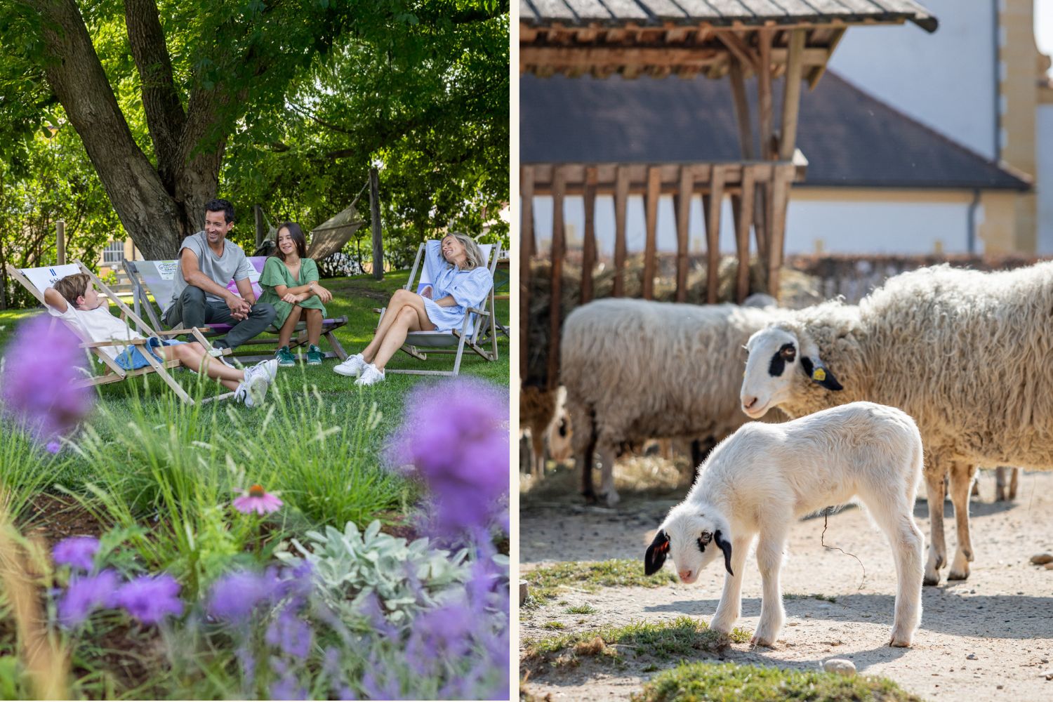 Frühling auf Schloss Hof, Menschen sitzen auf Liegestühlen in der Wiese, rechts sind Schafe