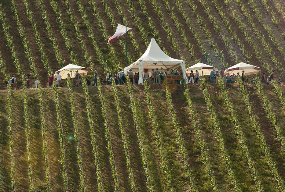 Personen verkosten Wein im Zelt zwischen Weinreben bei der Weinpräsentation am Roten Hang in Nierstein in Rheinland Pfalz