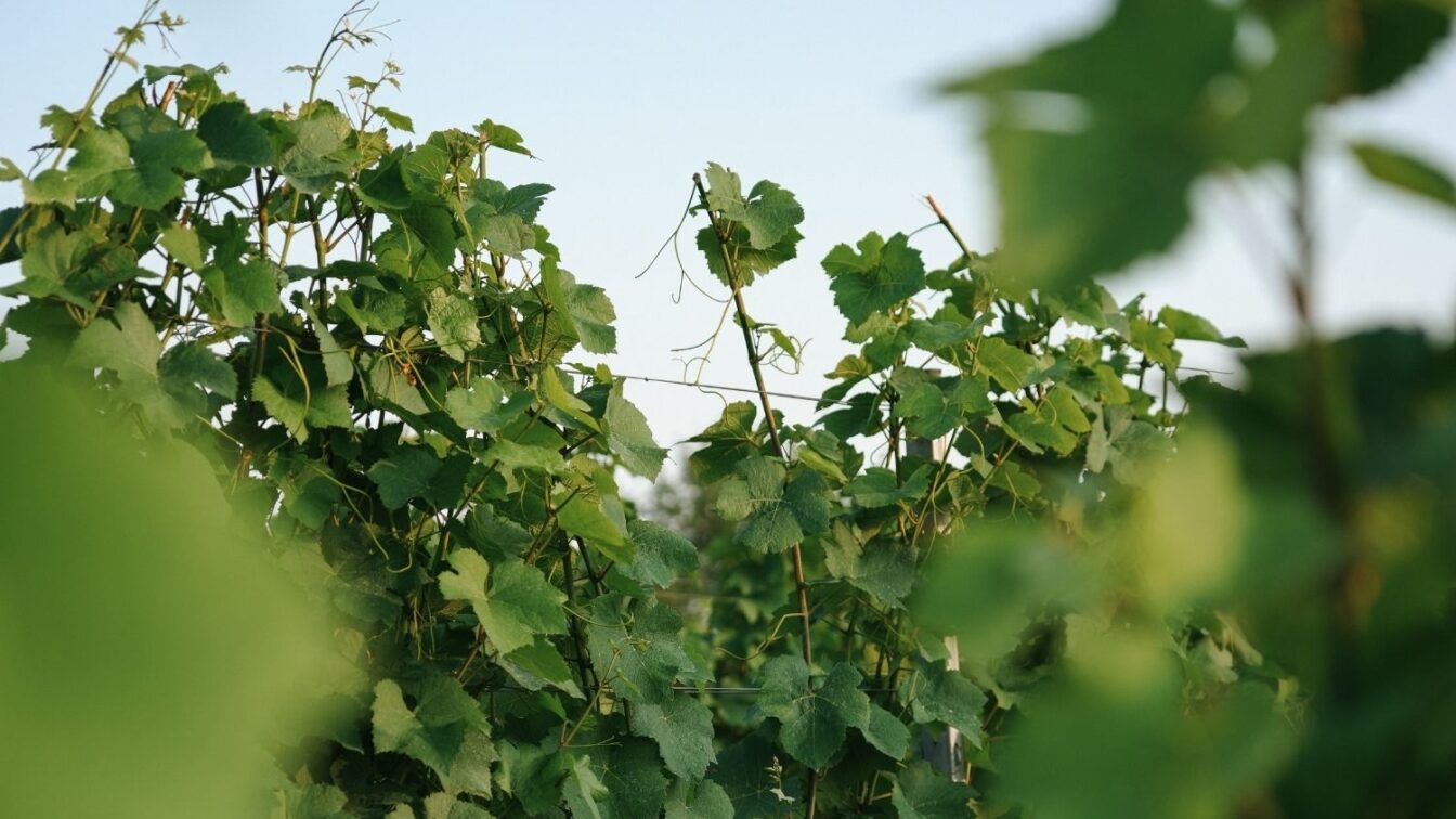 Deutschland Wein