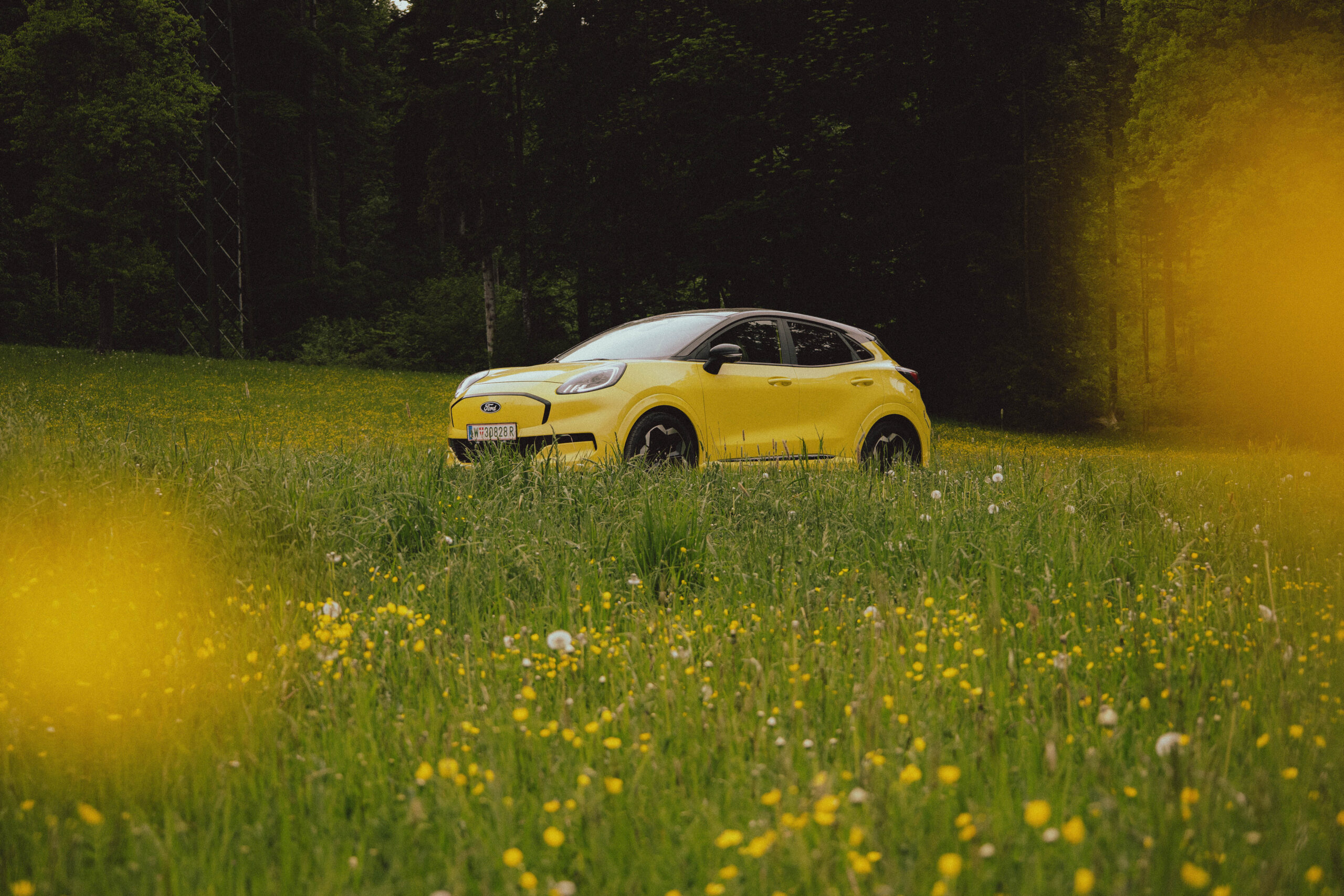 Der Ford Puma im Blumenfeld