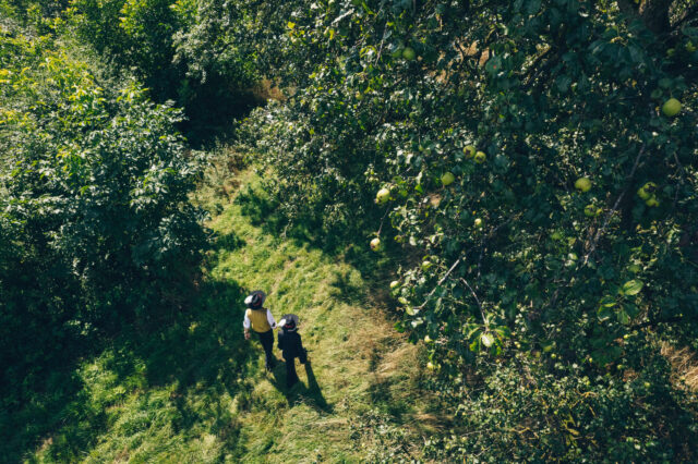 Ein sanfter Spaziergang durch die üppigen Obstplantagen, wo die reifen Birnen in der warmen Sonne leuchten, lädt dazu ein, die frische Luft und die idyllische Landschaft zu genießen. Die sanften Hügel des Mostviertels umarmen die Wanderer und schaffen eine Atmosphäre der Ruhe und des Genusses.