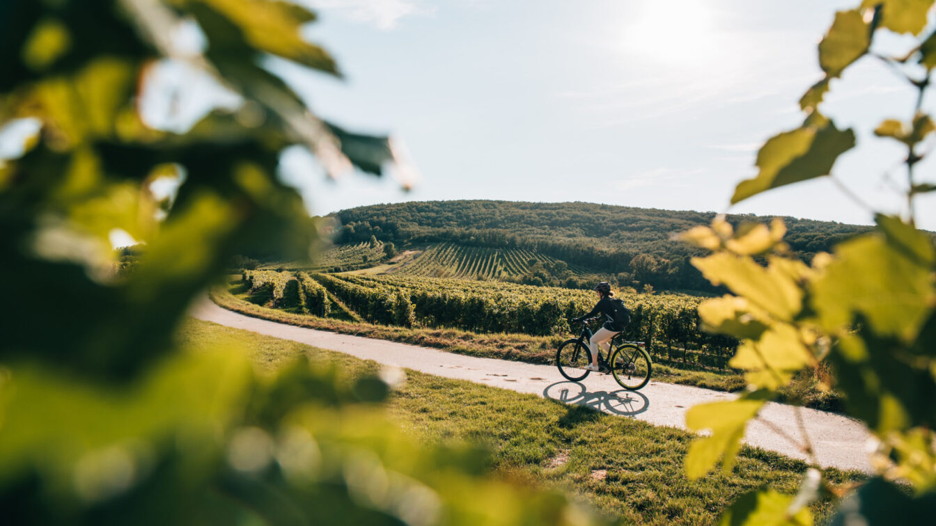 Radfahren in Mailberg in Niederösterreich