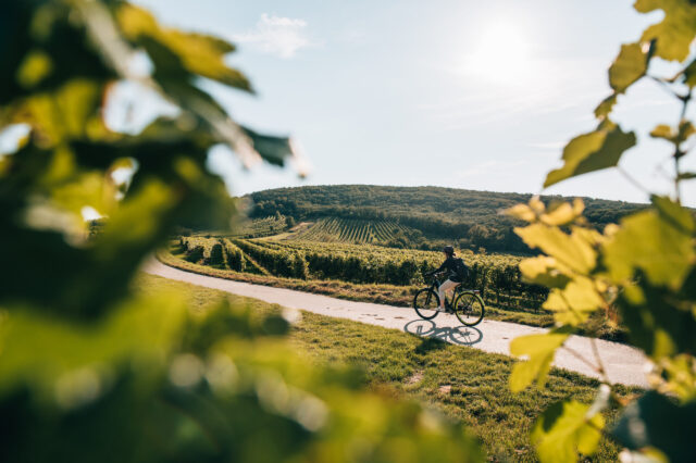 Radfahren in Mailberg in Niederösterreich