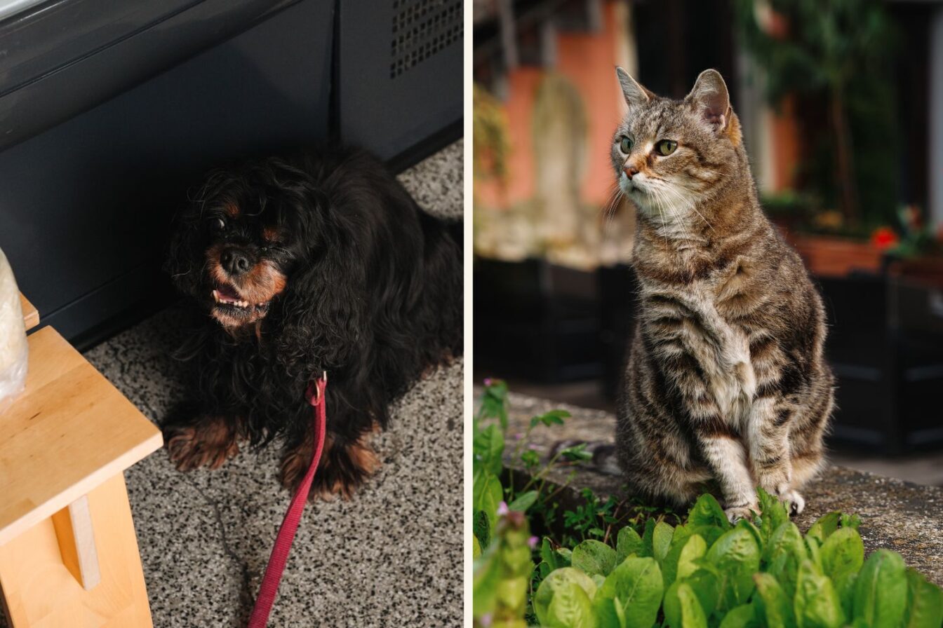 Ana Ros Hund Prince, der sie stets begleitet und die Katze im Michelin Sterne Restaurant Hisa Franko in Kobarid.