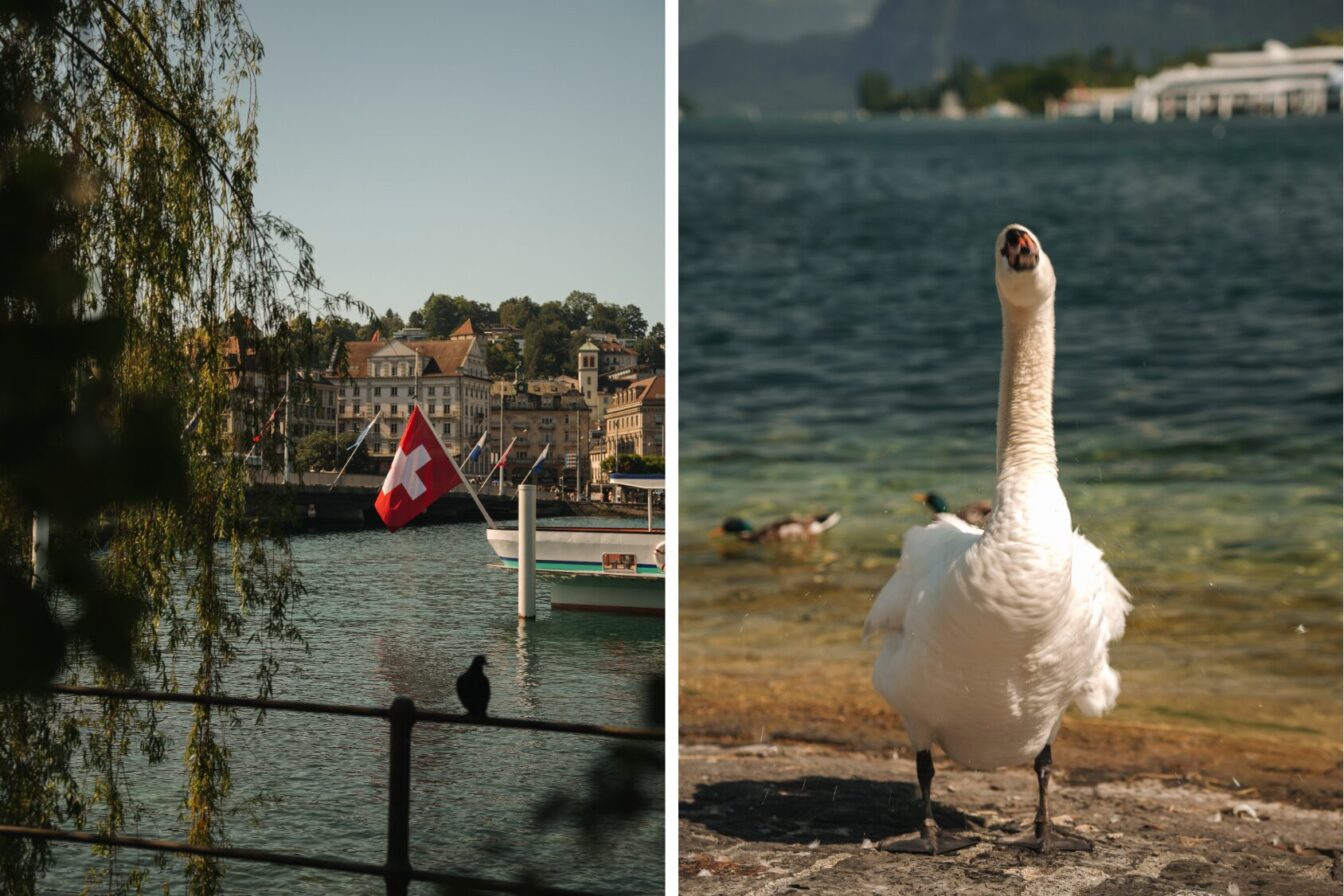 Der Vierwaldstättersee Luzern und ein Schwan am See.