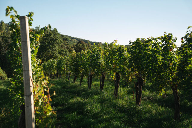 Weinreben in der Südoststeiermark, wo man im Herbst schöne Weinwanderungen rund um urige Buschenschänke machen kann.