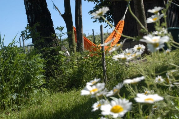 chillen im Weinhandwerk im Garten in einer Hängematte und Gänseblümchen