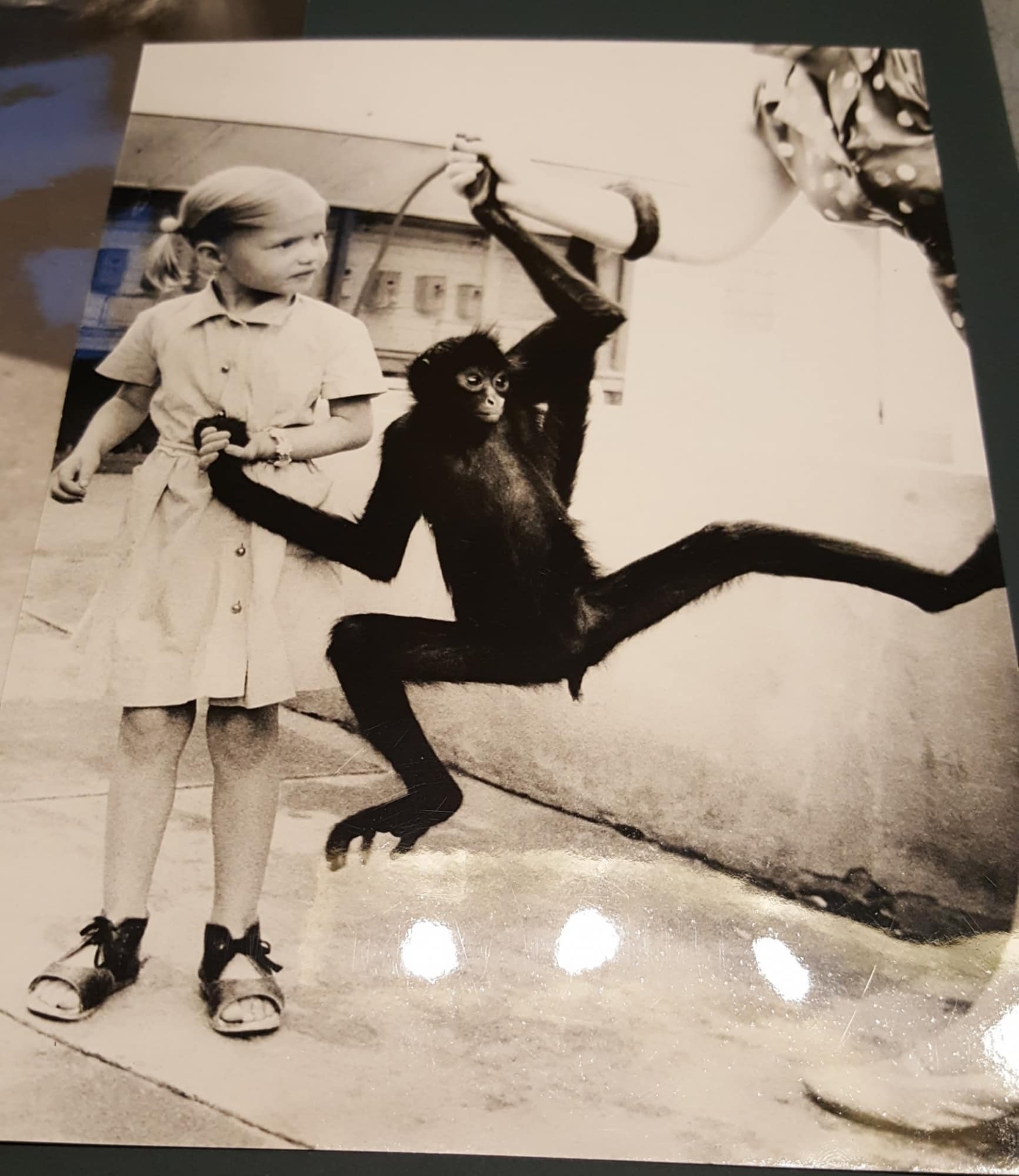 Wiener Prater Tiergarten: Taschenzoo