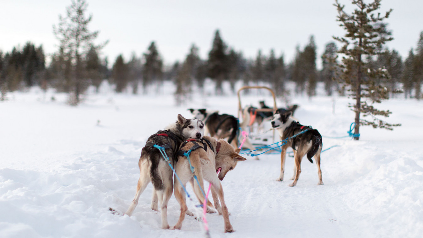 Verschneite Schneelandschaft mit Huskys in Österreich