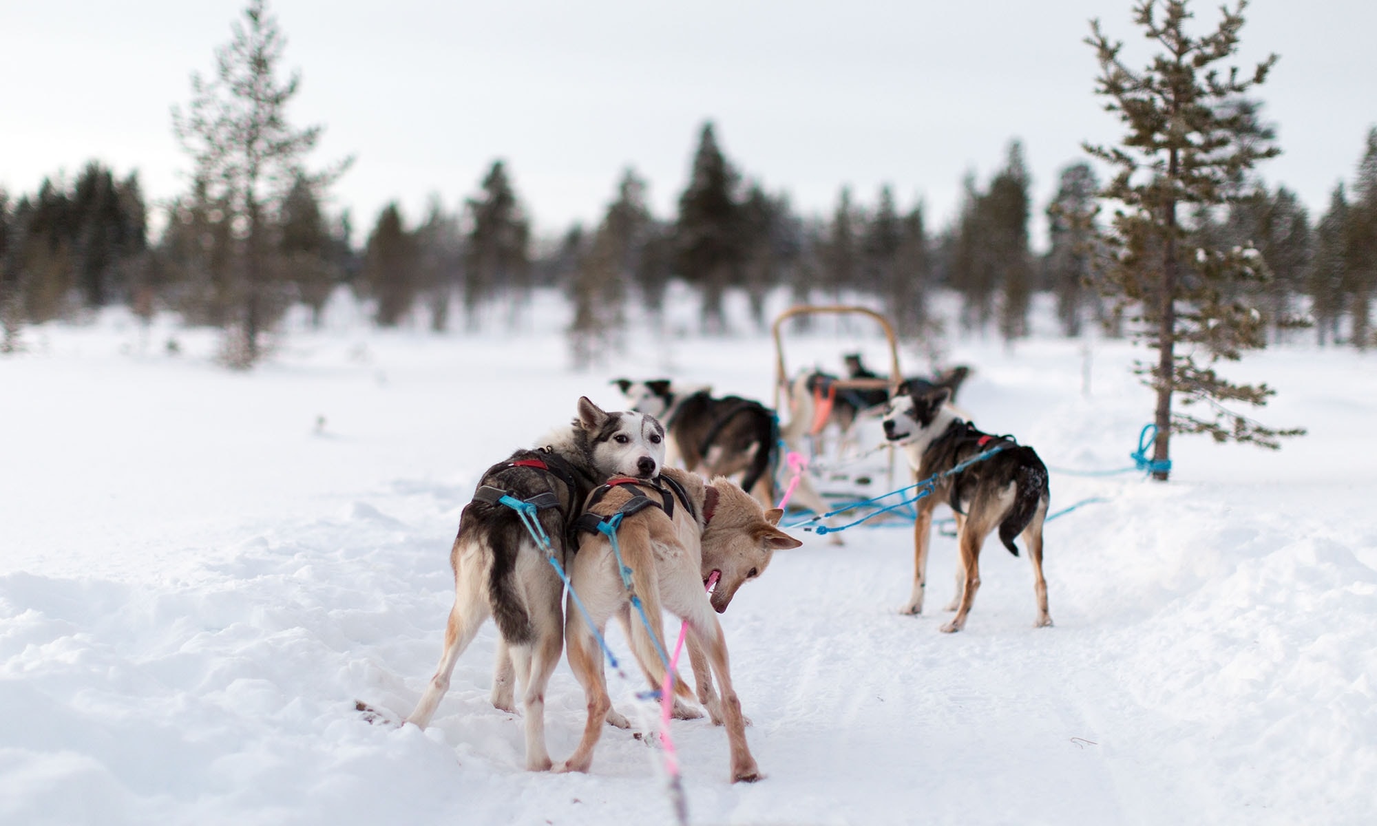 Verschneite Schneelandschaft mit Huskys in Österreich