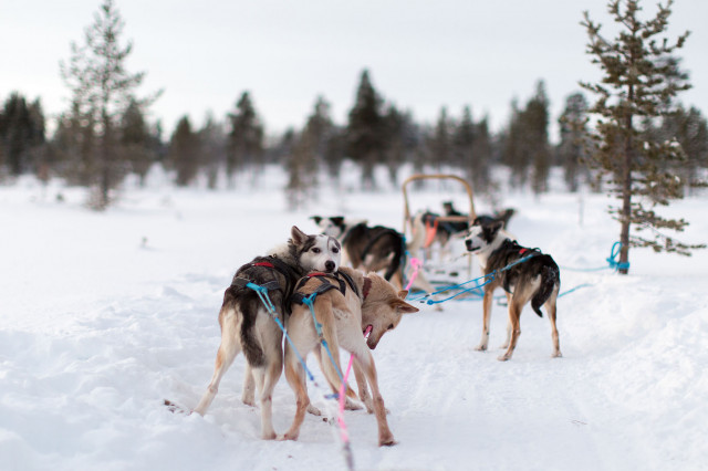 Verschneite Schneelandschaft mit Huskys in Österreich