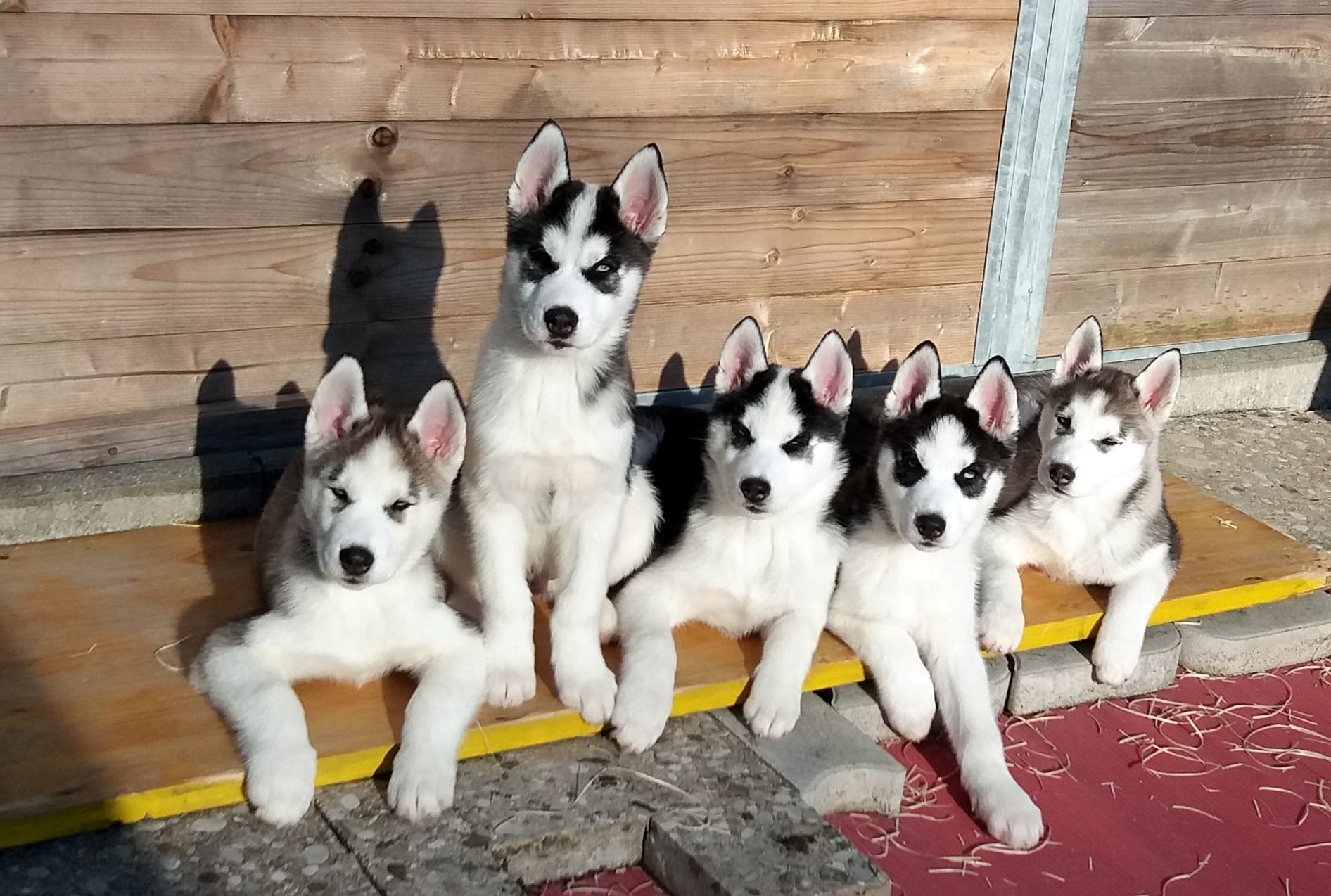 Die Youngsters vom Huskytraum genießen die Sonne.
