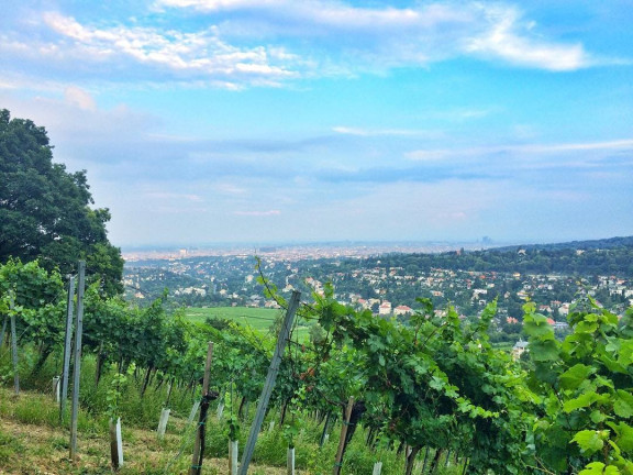 Laufen im Herbst in Wien