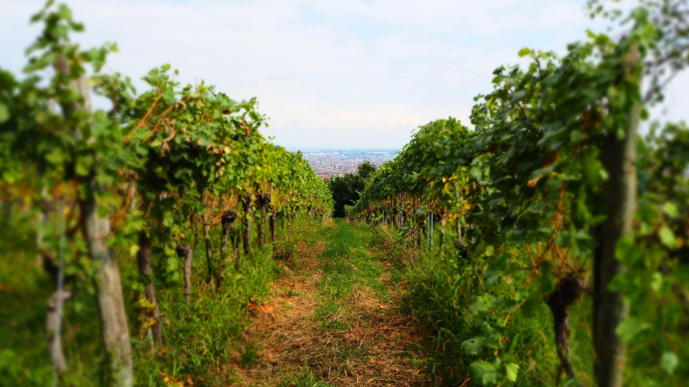 Wilhelminenberg Wein