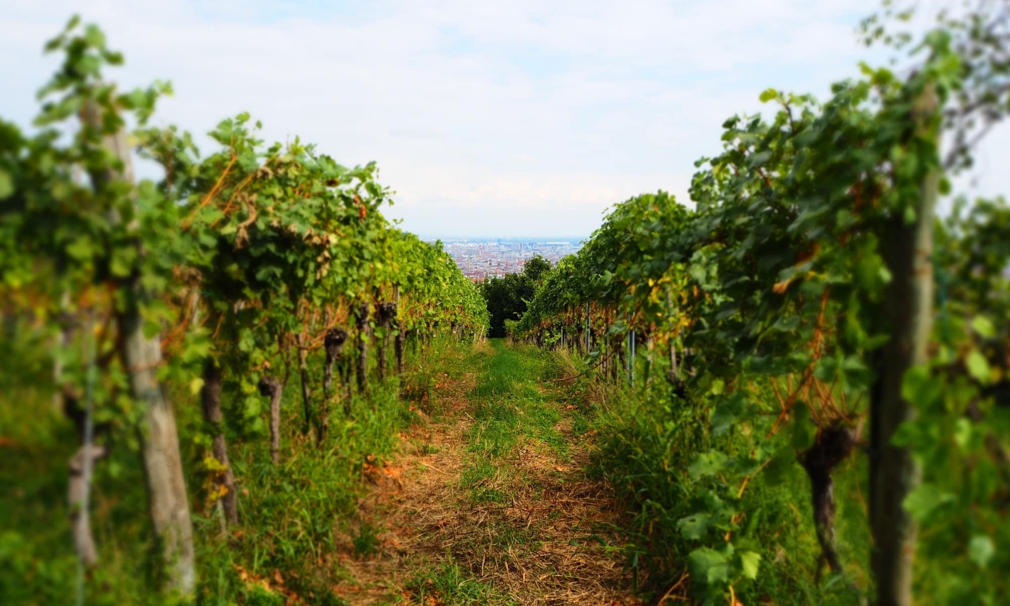 Wilhelminenberg Wein