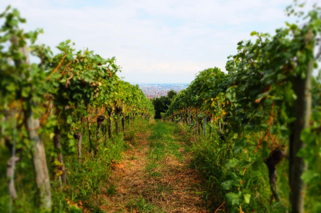 Wilhelminenberg Wein