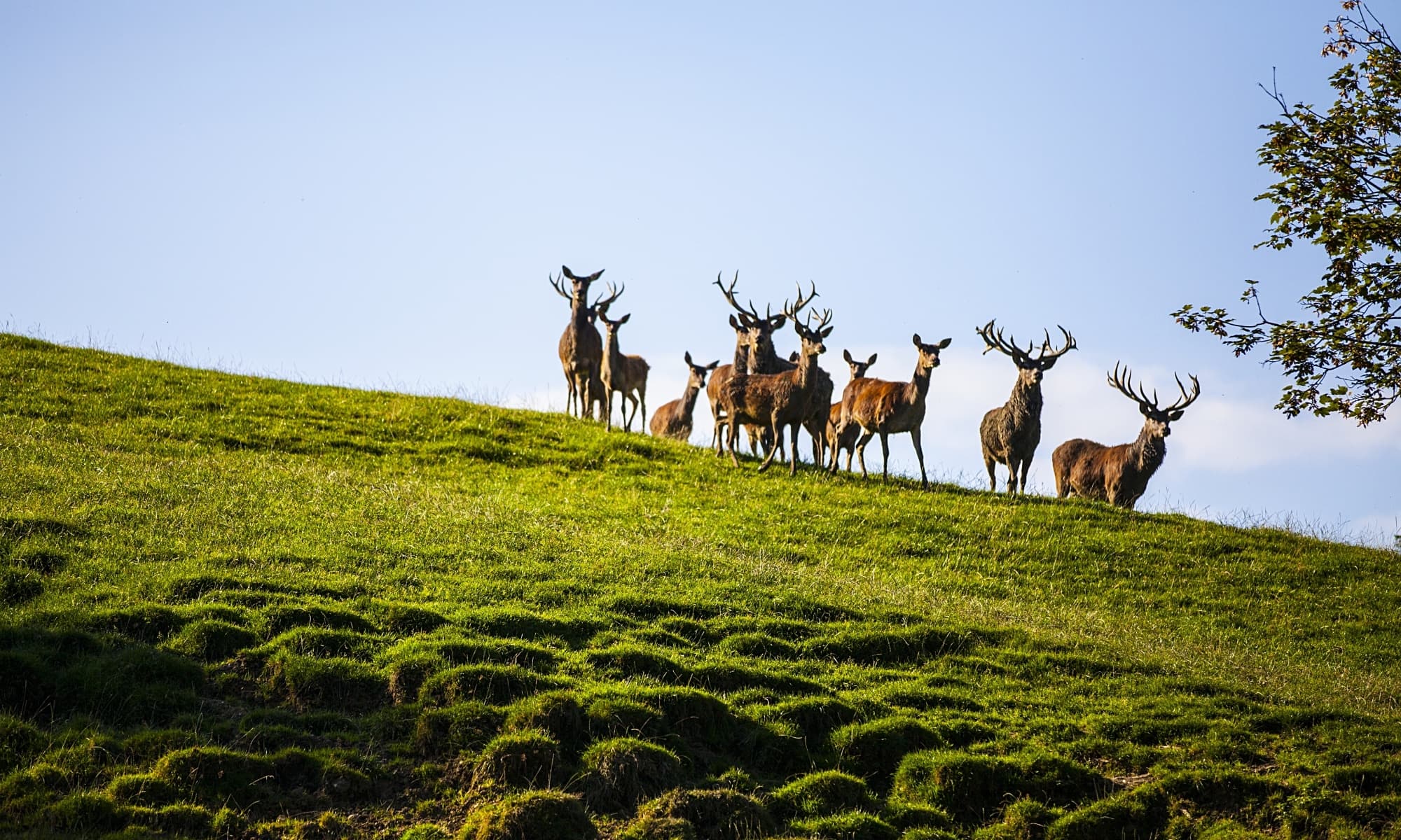 Pfänder Bregenz Alpenwildpark