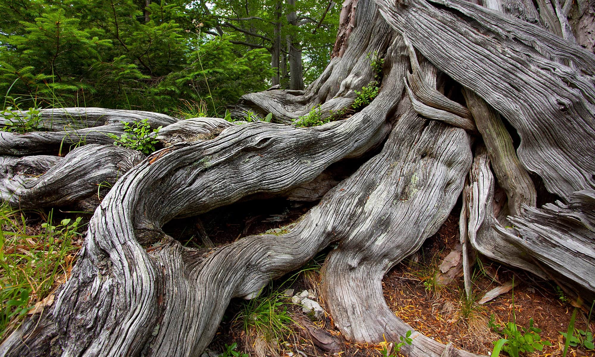 Alte Eibe im Wildnisgebiet Dürrenstein