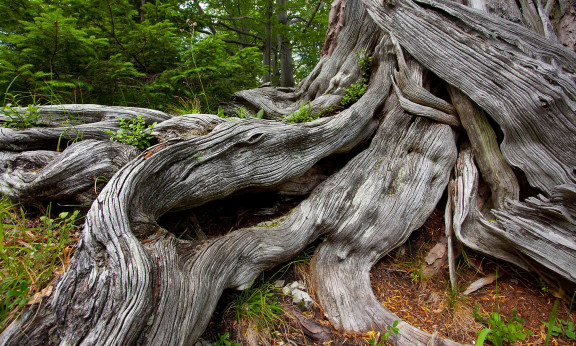Alte Eibe im Wildnisgebiet Dürrenstein