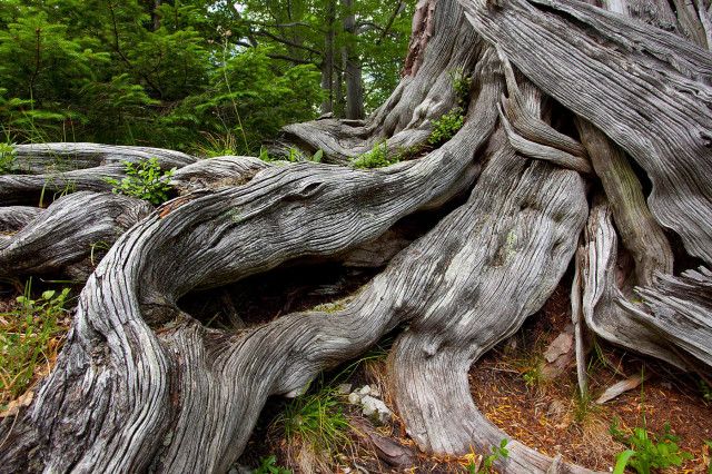 Alte Eibe im Wildnisgebiet Dürrenstein