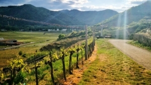 Wachau Frühling Weingarten