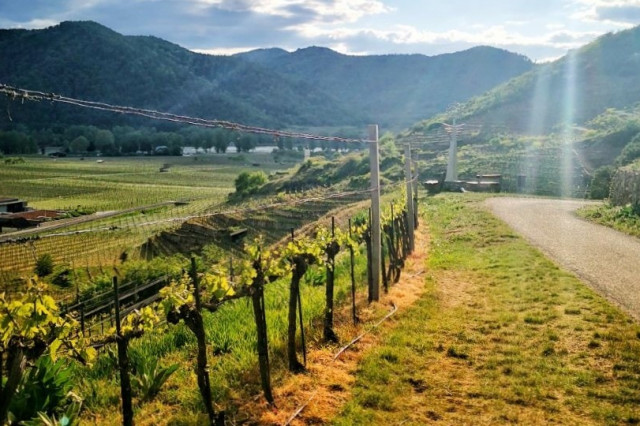 Wachau Frühling Weingarten