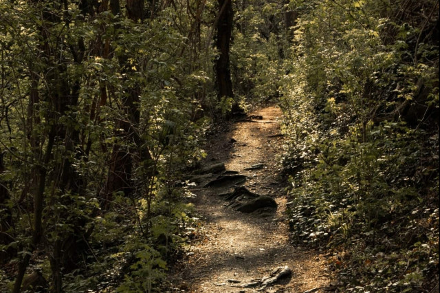 Der Aufstieg zum Vogelbergsteig im Wald - (c) 1000things.at, Katharina Tesch