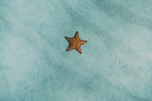 Seestern allein am Seegrund