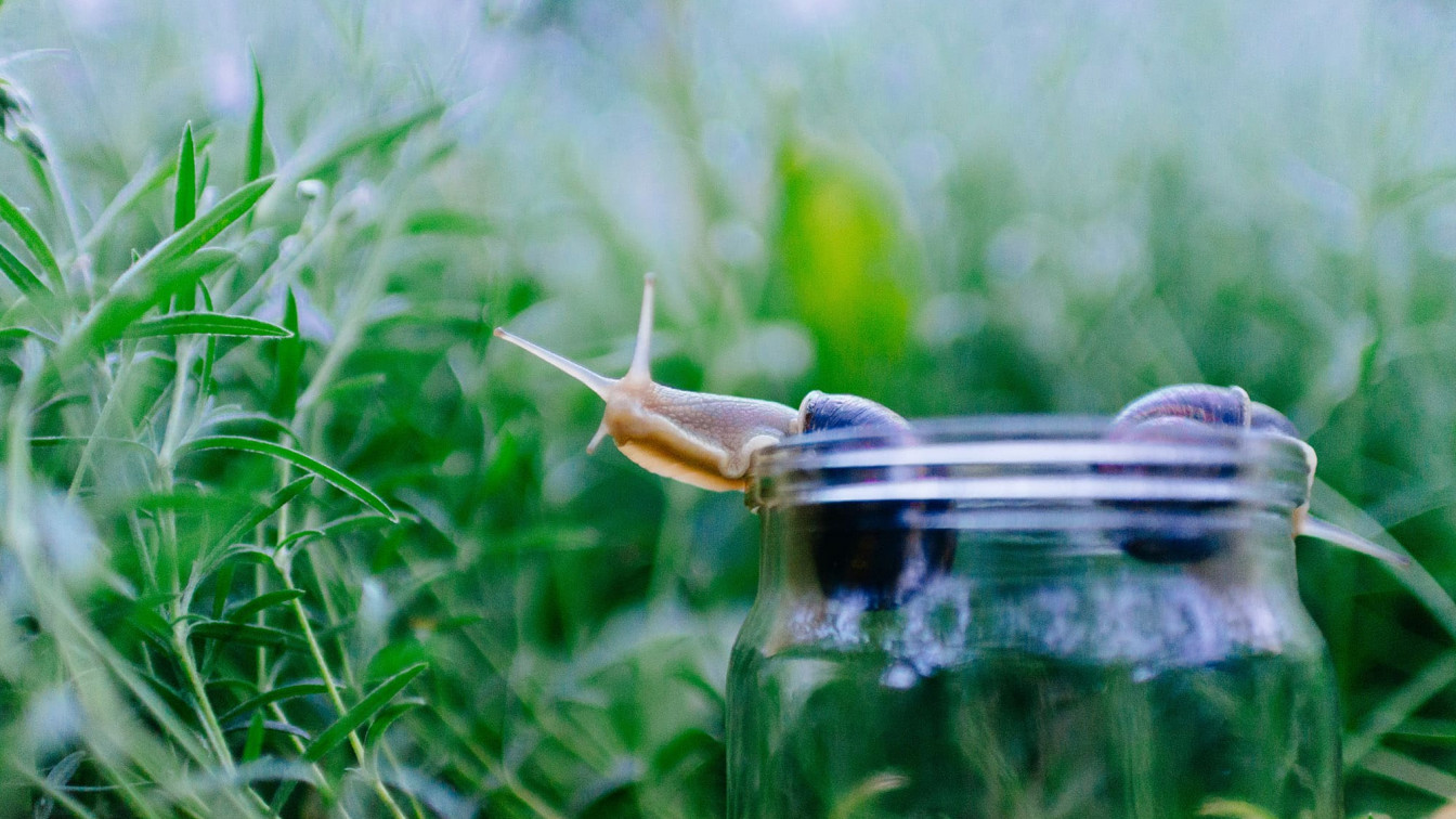 ausgefallensten speisekarten in wien
