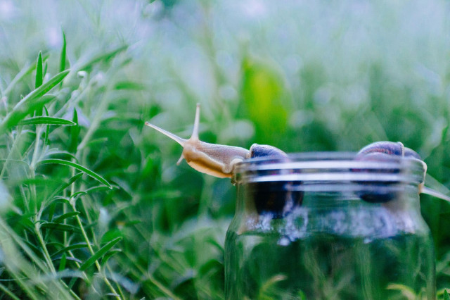 ausgefallensten speisekarten in wien