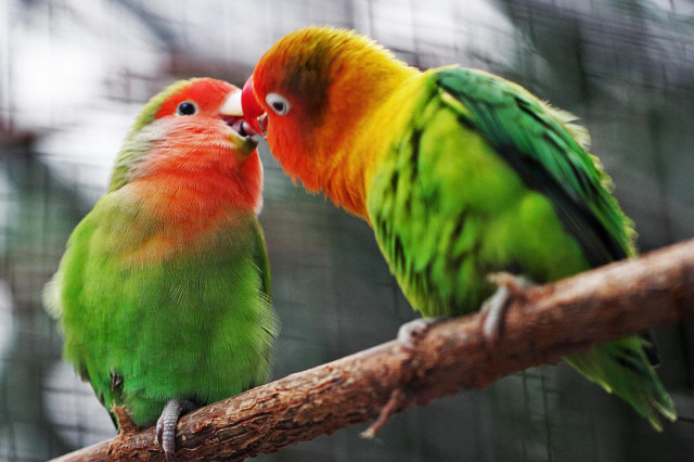 Schmusen Österreich