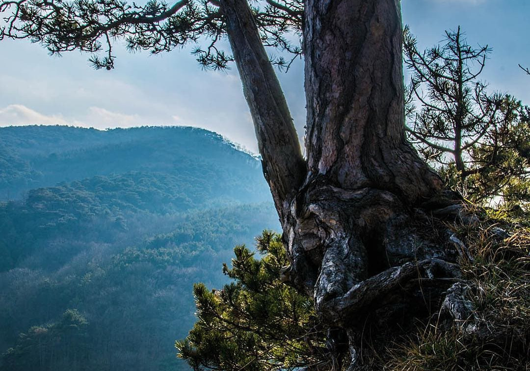 Wiener Stadtwanderweg 6