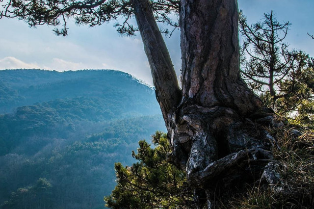 Wiener Stadtwanderweg 6